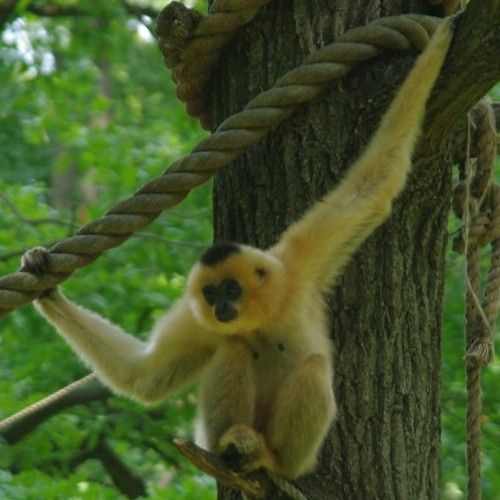 Aranyarcú gibbon