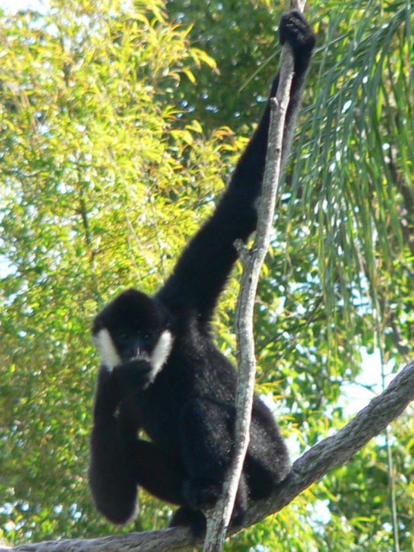 Bóbitás gibbon