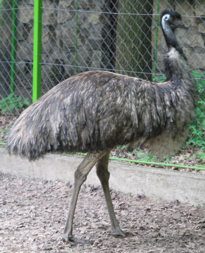 Emu