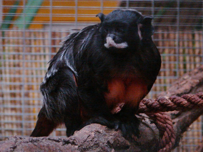 Fehérajkú tamarin