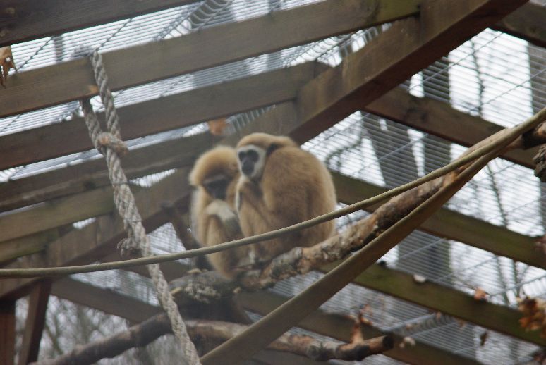 Fehérkezű gibbon