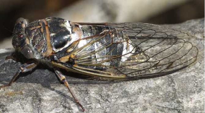 Plebejus kabóca